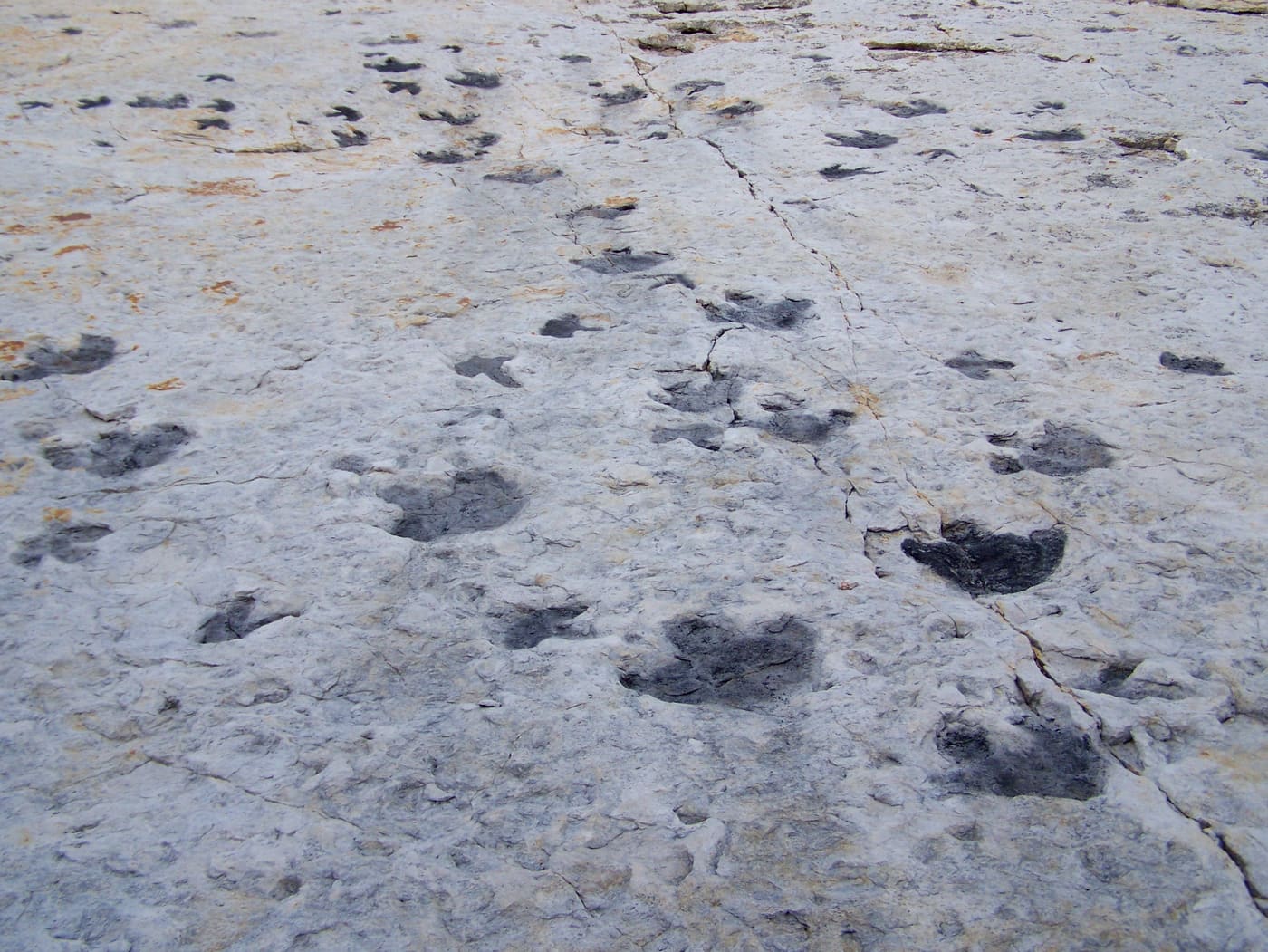 Dinosaur Ridge