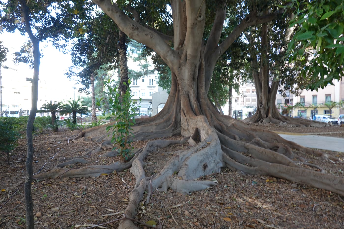 Garden of Floridablanca