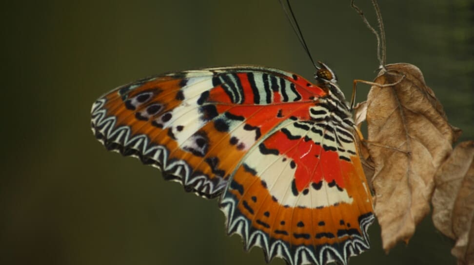 Gita Persada Butterfly Park