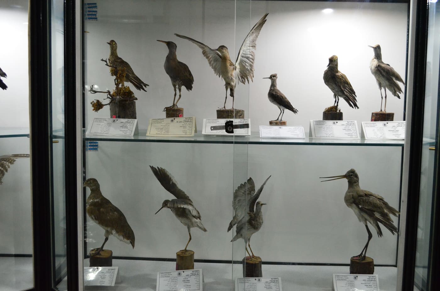 Natural History and Technology Museum of Shiraz University