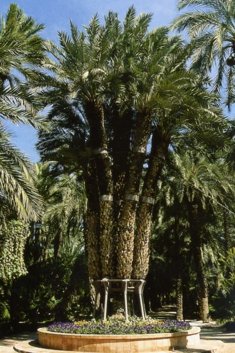 Huerto del Cura