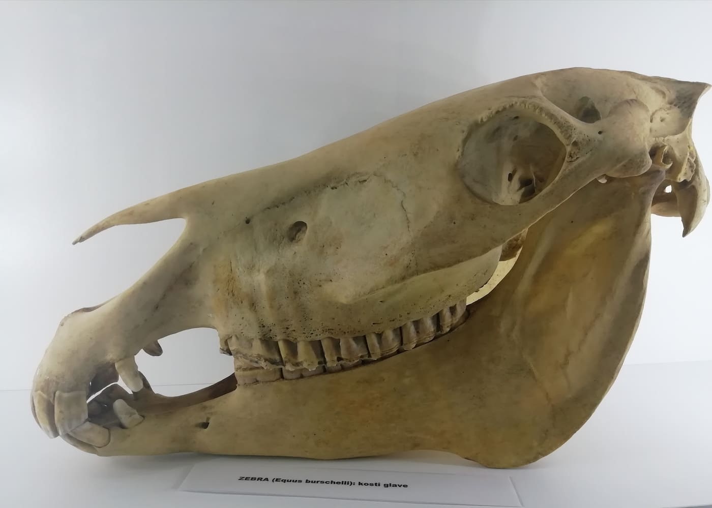 Anatomical Museum of the Faculty of Veterinary Medicine
