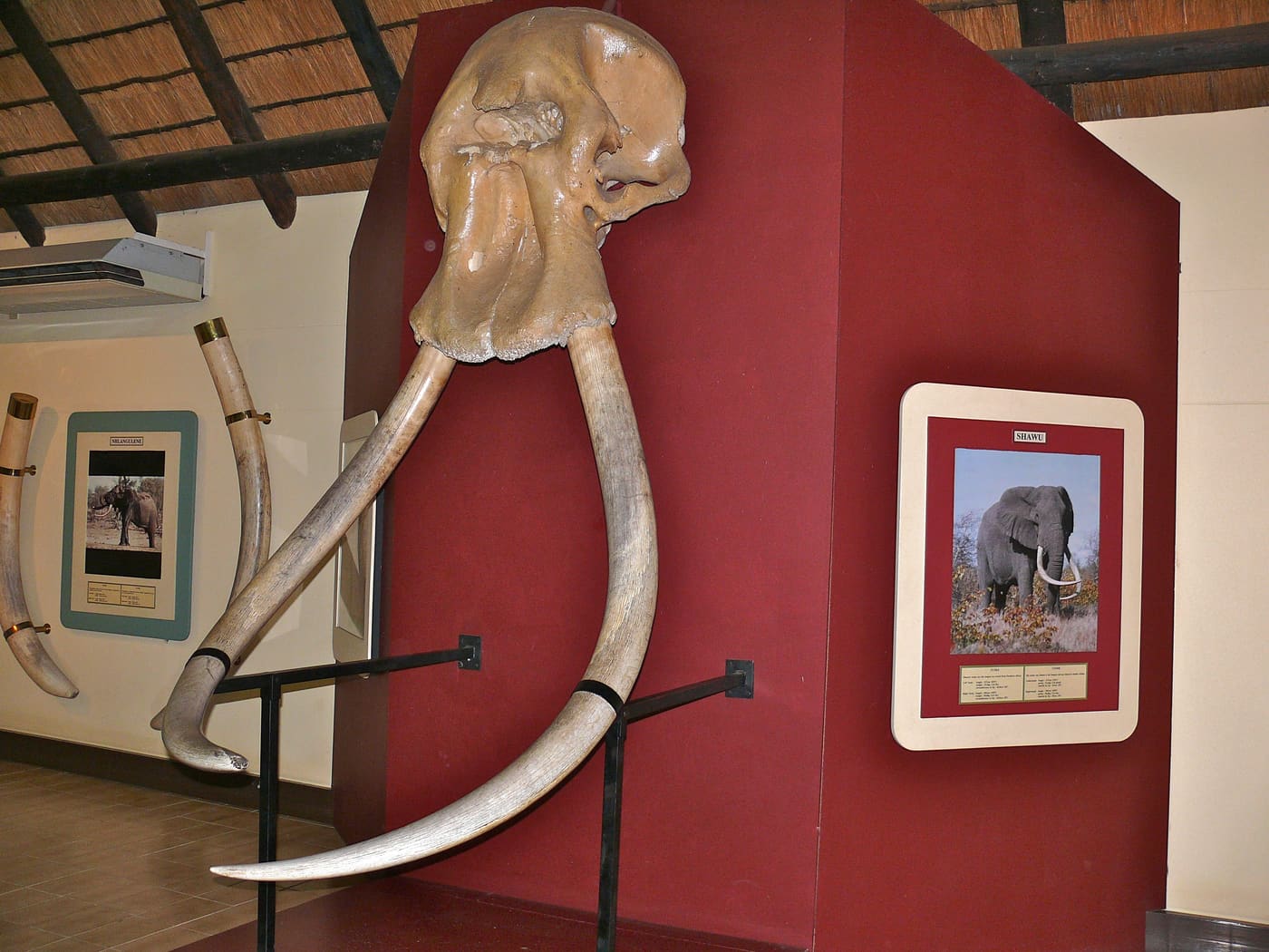 Letaba Elephant Hall