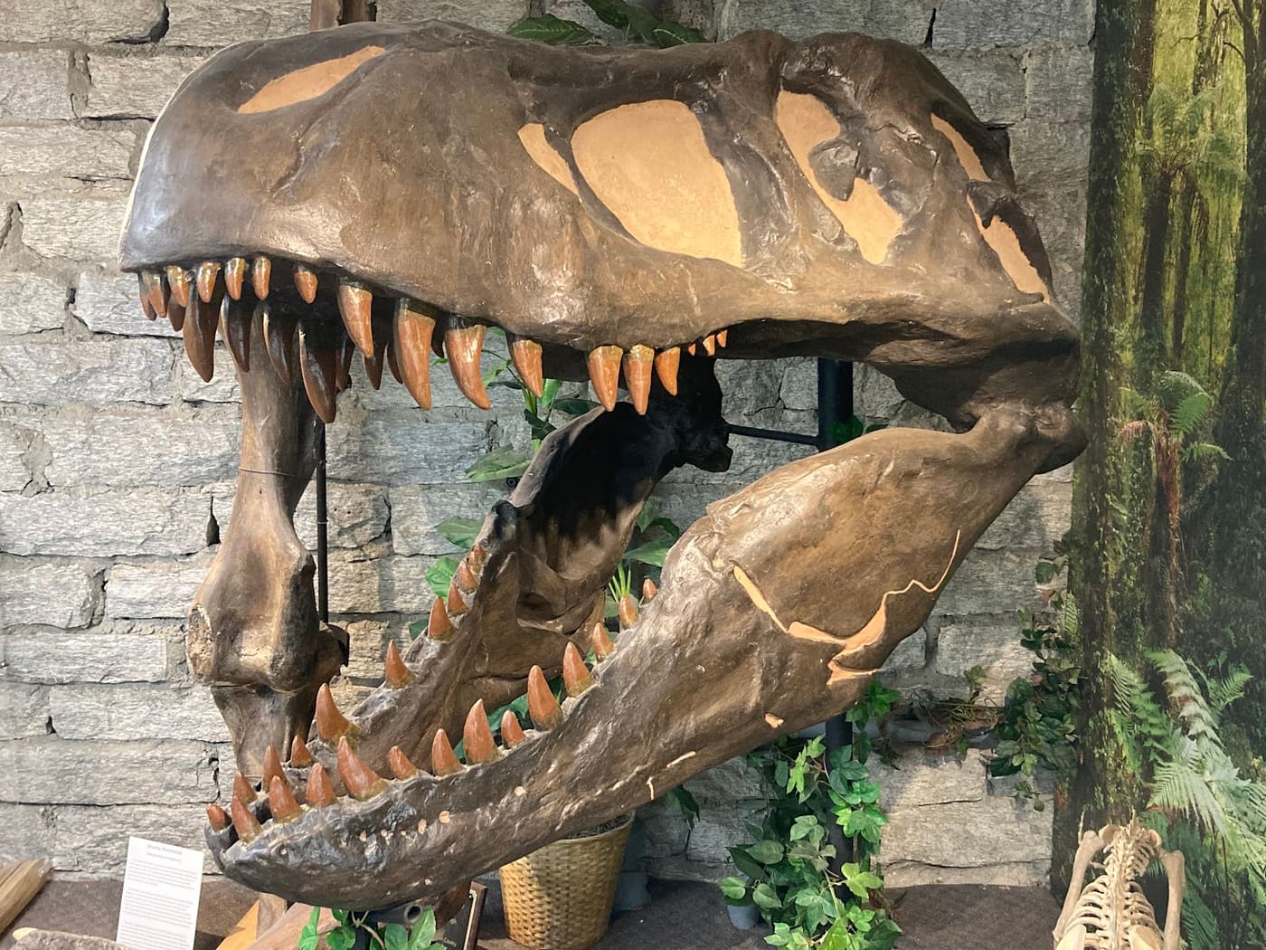 Mineral and Lapidary Museum