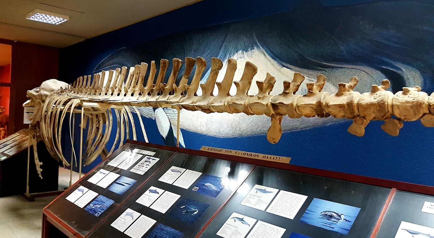 Museum of Geology and Paleontology of the Athens University
