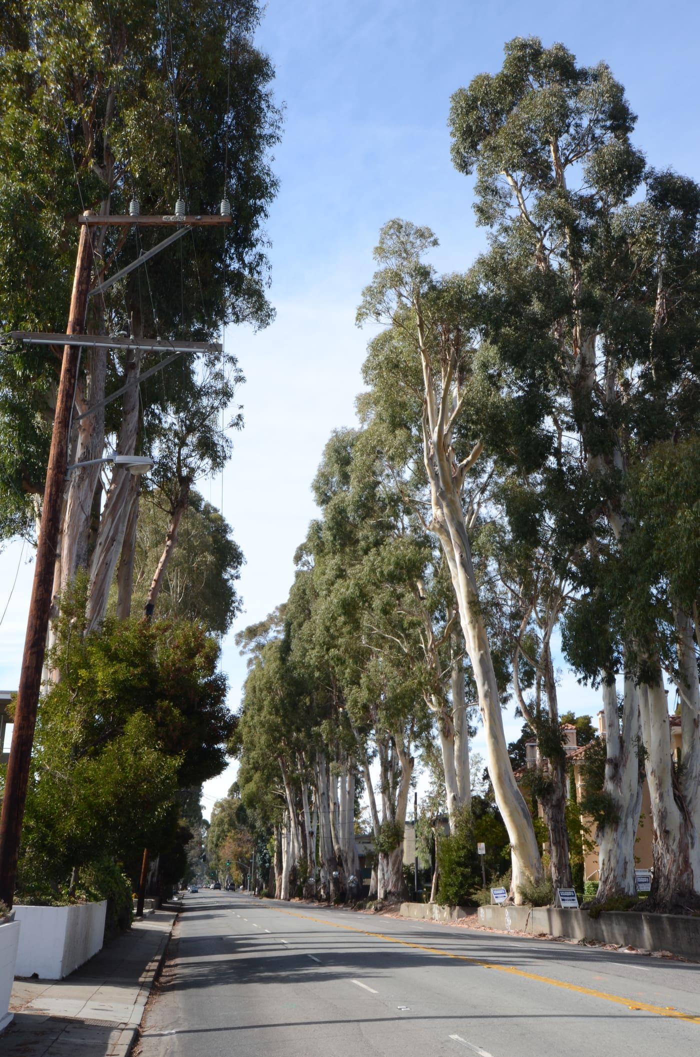 Howard–Ralston Eucalyptus Tree Rows