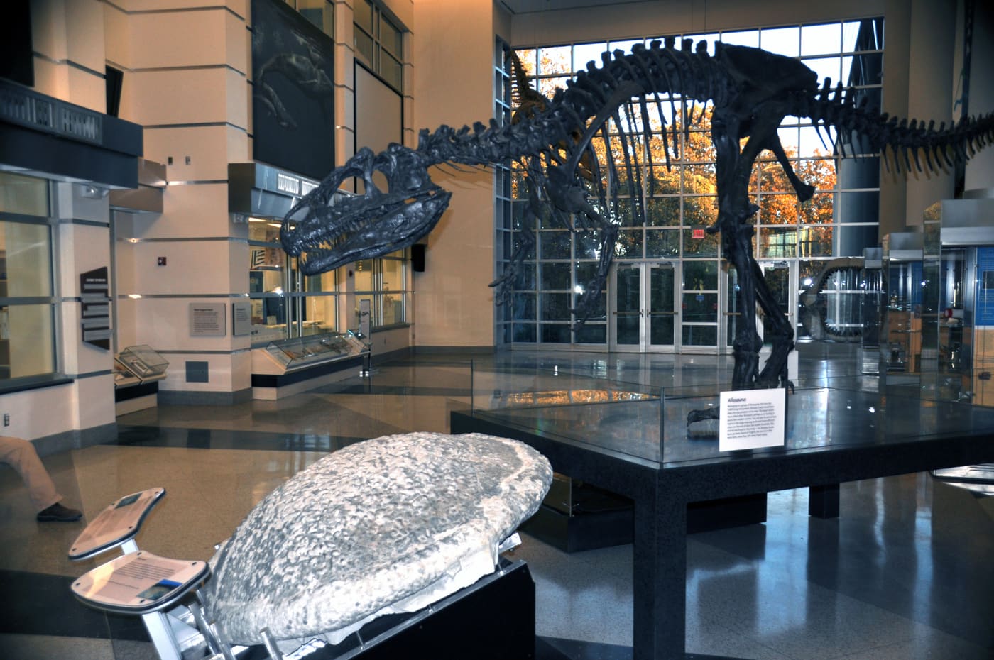 Virginia Museum of Natural History