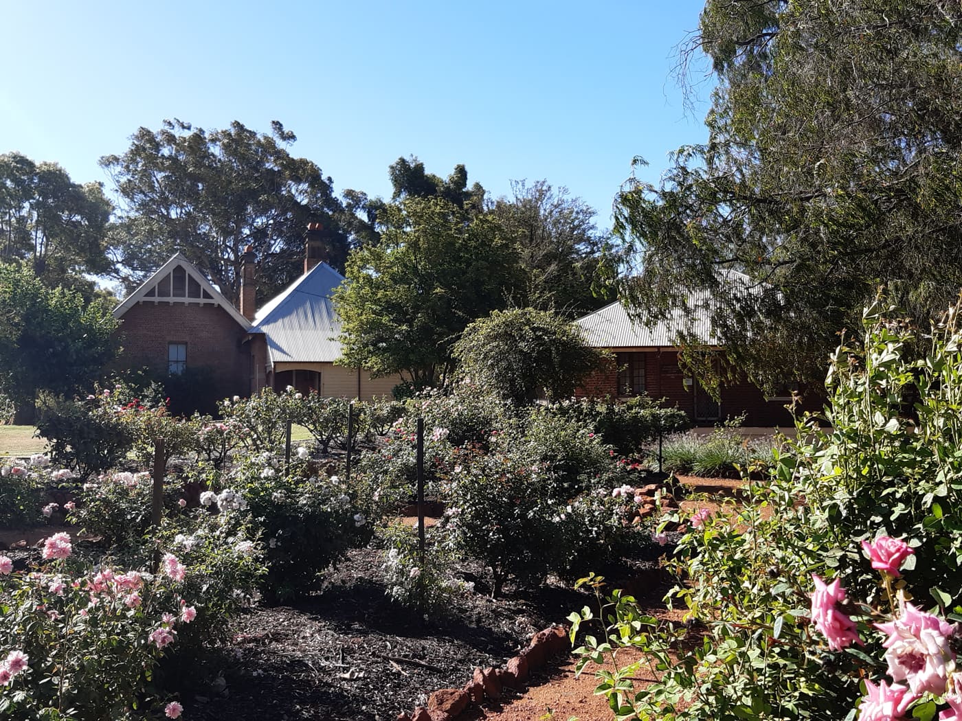 Pinjarra Heritage Rose Garden