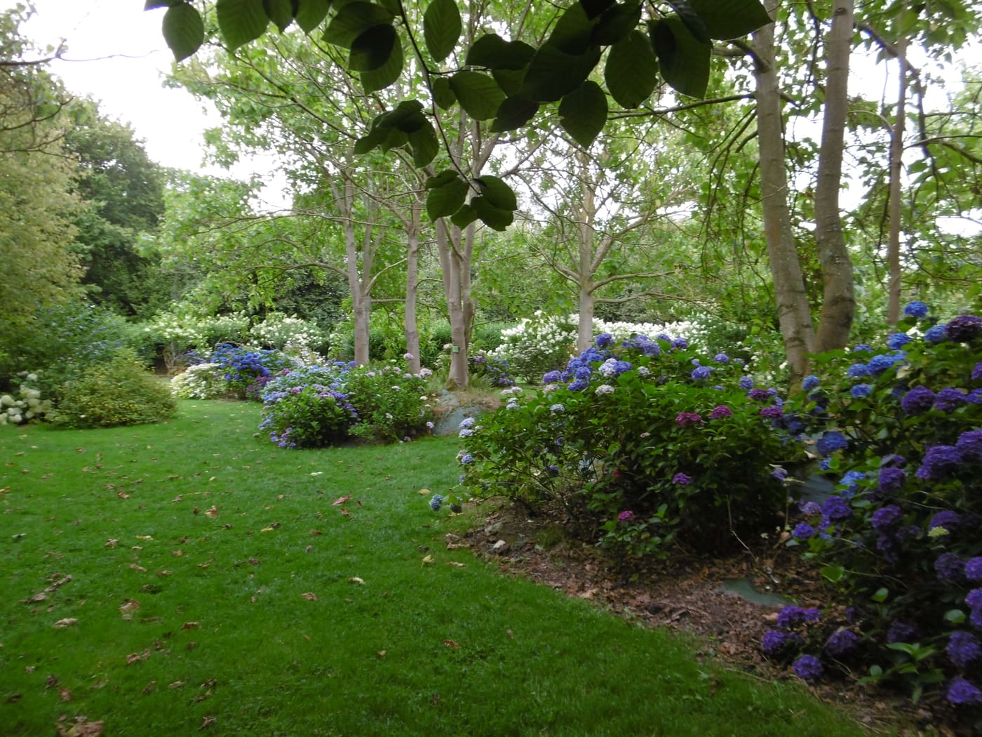 Shamrock Garden