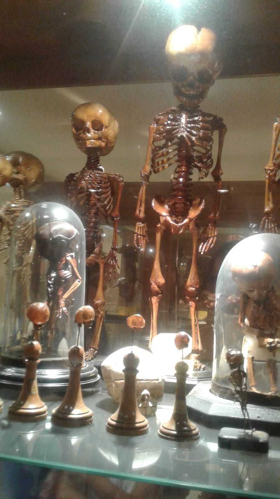Museum of Human Anatomy