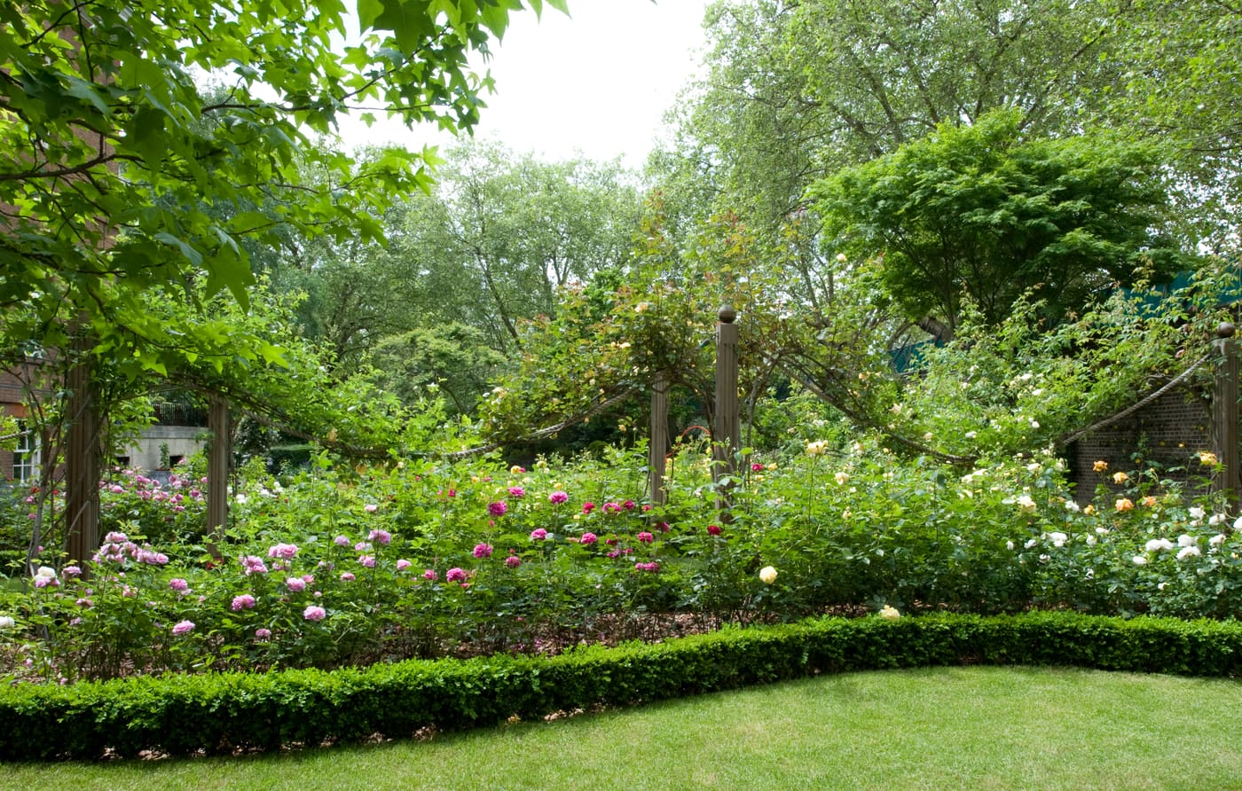 Garden of 10 and 11 Downing Street